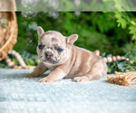 Puppy Minnie French Bulldog