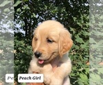 Small Photo #6 Golden Retriever Puppy For Sale in ROSANKY, TX, USA