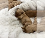 Puppy Puppy 3 Golden Retriever