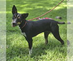 Small Photo #2 Rat Terrier Puppy For Sale in Yardley, PA, USA