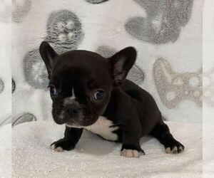 French Bulldog Puppy for sale in JOHNS ISLAND, SC, USA