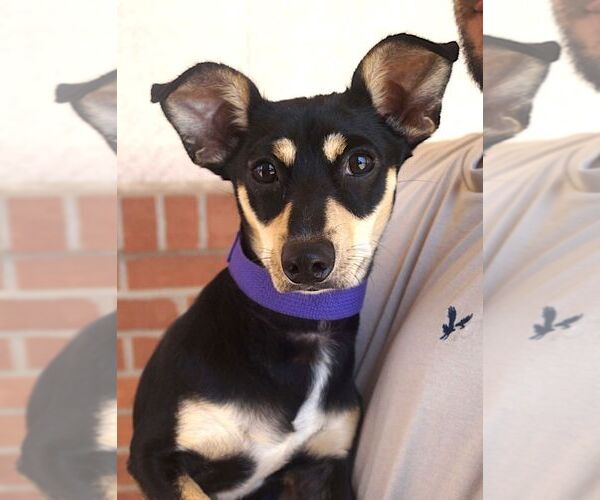 Medium Photo #3 Chipin Puppy For Sale in Carrollton, TX, USA