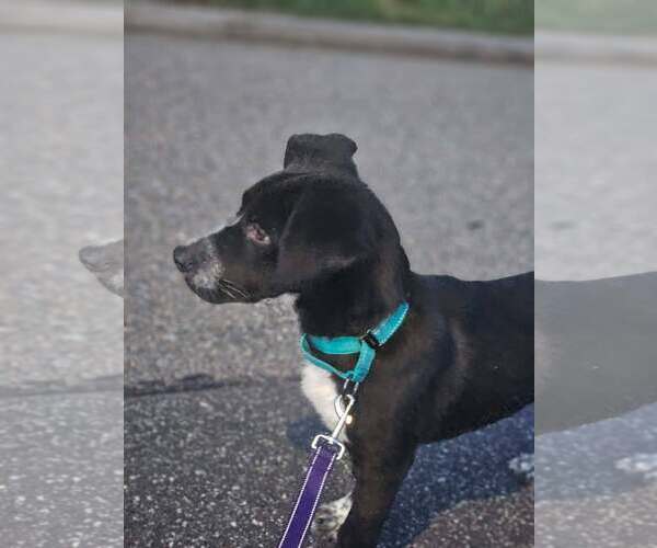 Medium Photo #8 Siberian Husky-Unknown Mix Puppy For Sale in Woodbury, NY, USA