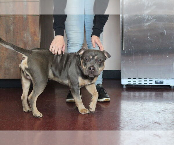 Medium Photo #4 Mutt Puppy For Sale in Chestertown, MD, USA