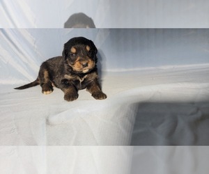 Medium Golden Mountain Dog