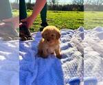 Small #7 Bernedoodle-Doodle Mix