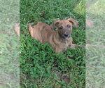 Small #7 Boxador