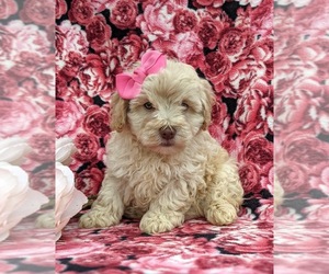 Cock-A-Poo-Poodle (Miniature) Mix Puppy for sale in LINCOLN UNIV, PA, USA