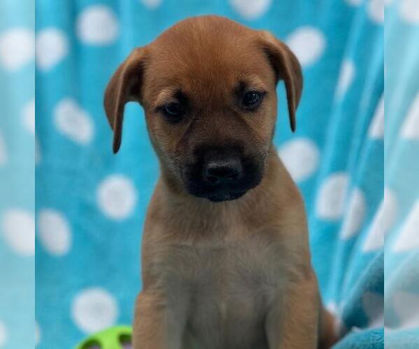 Medium Photo #4 Labrador Retriever-Unknown Mix Puppy For Sale in San Diego, CA, USA