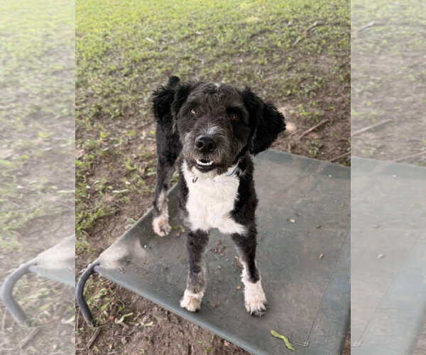 Medium Photo #2 Mutt Puppy For Sale in Jefferson, WI, USA