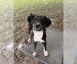 Small #1 Mutt