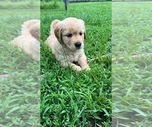 Golden Retriever Puppy for sale in MOUNT STERLING, KY, USA