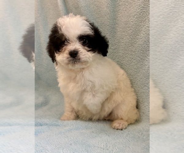 Medium Photo #14 Cavapoo (Miniature) Puppy For Sale in FAIR HAVEN, MI, USA