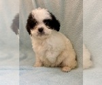 Small #13 Cavapoo (Miniature)