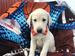 Labrador Retriever Puppy for sale in QUARRYVILLE, PA, USA