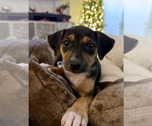 Medium Photo #11 Mutt Puppy For Sale in Holly Springs, NC, USA