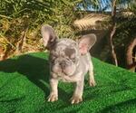 Small Photo #12 French Bulldog Puppy For Sale in N LAS VEGAS, NV, USA