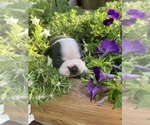 Small #2 Boston Terrier
