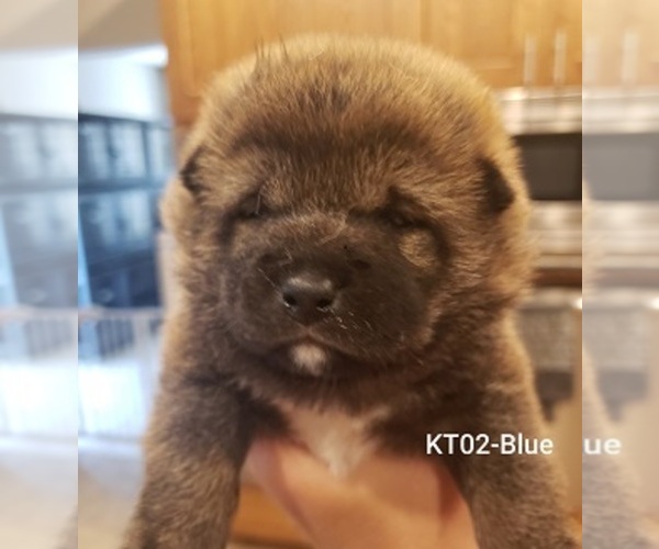 Medium Photo #1 Shiba Inu Puppy For Sale in BERESFORD, SD, USA