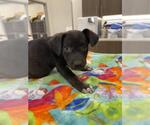 Small German Shepherd Dog