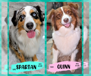 Mother of the Australian Shepherd puppies born on 07/25/2025