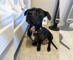 Small American Pit Bull Terrier-Basset Hound Mix