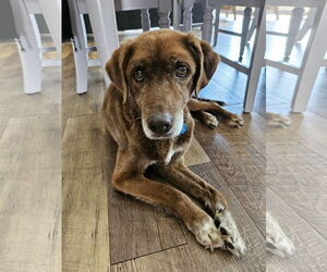 Labrador Retriever-Unknown Mix Dogs for adoption in St. Louis Park, MN, USA