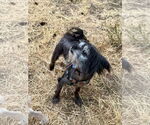 Small #1 Mutt