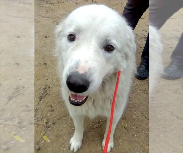 Medium Photo #2 Great Pyrenees Puppy For Sale in Spring, TX, USA