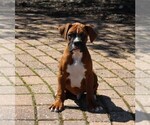 Small #9 Boxer