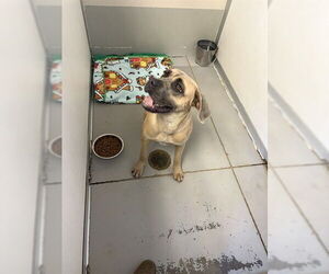 Mastiff-Unknown Mix Dogs for adoption in Sugar Land, TX, USA