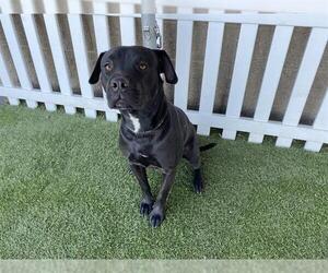 Boxador Dogs for adoption in Modesto, CA, USA