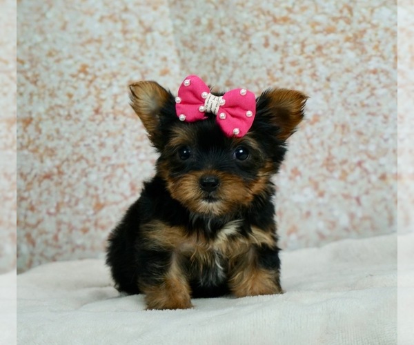 Medium Photo #2 Yorkshire Terrier Puppy For Sale in WARSAW, IN, USA