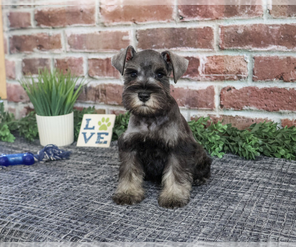 Medium Photo #7 Schnauzer (Miniature) Puppy For Sale in SYRACUSE, IN, USA