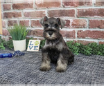 Small Photo #7 Schnauzer (Miniature) Puppy For Sale in SYRACUSE, IN, USA