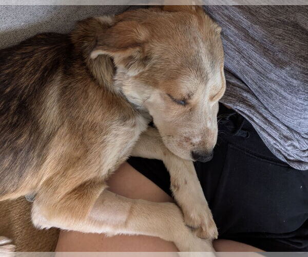 Medium Photo #4 Mutt Puppy For Sale in San Diego, CA, USA