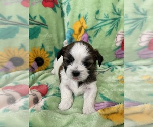 Shih Tzu Puppy for sale in NASHVILLE, IL, USA