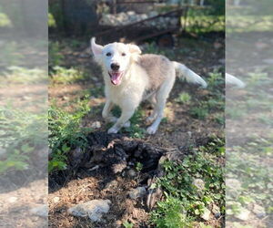 Medium German Shepherd Dog-Huskies  Mix