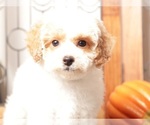 Small #1 Poodle (Toy)