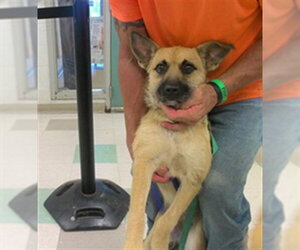 Black Mouth Cur Dogs for adoption in Oklahoma City, OK, USA