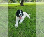 Puppy Big Bertha Newfoundland-Otterhound Mix