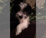 Small Photo #2 Morkie Puppy For Sale in FORT WORTH, TX, USA