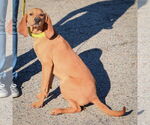Small #2 American Foxhound-Redbone Coonhound Mix