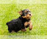 Small #9 Yorkshire Terrier