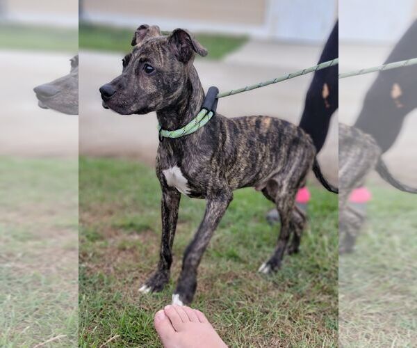 Medium Photo #3 Boxador Puppy For Sale in Orangeburg, SC, USA