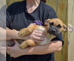 Small #3 Boxer Mix