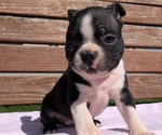 Small #7 Boston Terrier
