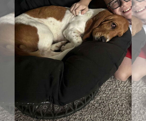 Medium Photo #3 Basset Hound-Unknown Mix Puppy For Sale in Grafton, WI, USA