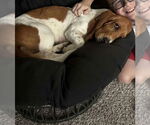Small #2 Basset Hound Mix