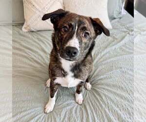 Retriever -Unknown Mix Dogs for adoption in New Oxford , PA, USA